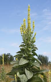 mullein
