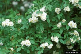 multiflora