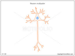 multipolar