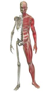 musculoskeletal