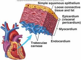 myocardium