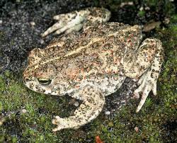 natterjack