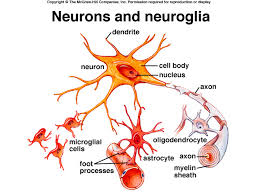 neuroglia