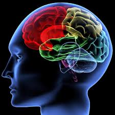 neuroscience