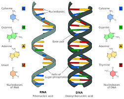 nucleic