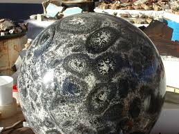 orbicular