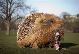 outsized