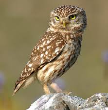 owl