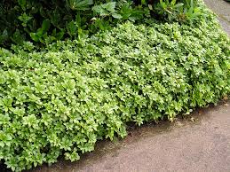 pachysandra