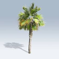 palmetto