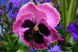 pansy