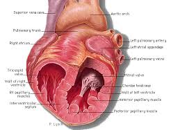 papillary
