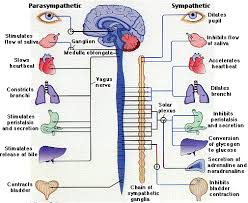 parasympathetic