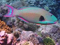 parrot-fish