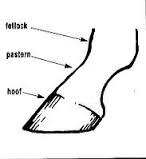 pastern