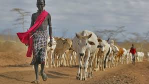 pastoralist