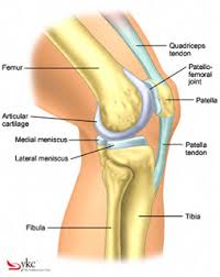 patella