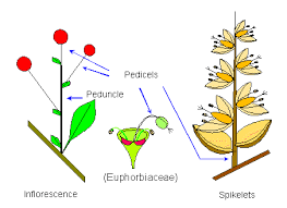 pedicel