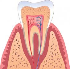periodontics