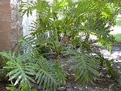 philodendron