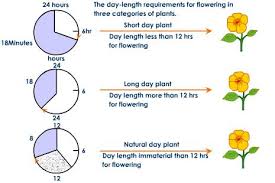 photoperiodism