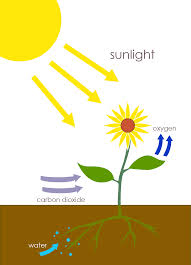 photosynthetic