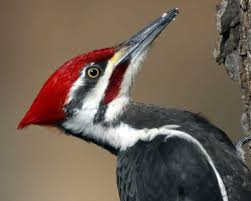 pileated