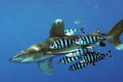 pilot-fish