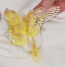 pin-feather