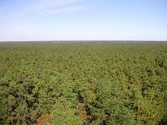 pine-barren