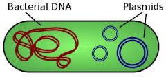 plasmid
