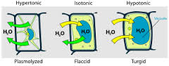 plasmolysis