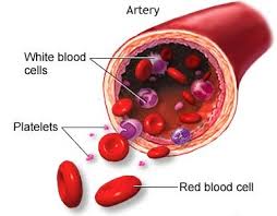 platelet