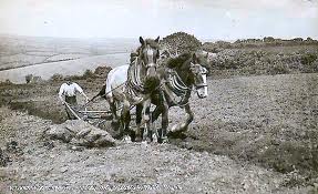 ploughman