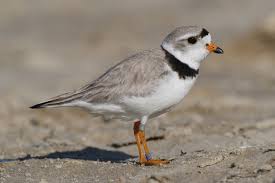 plover