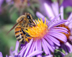 pollinate