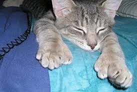 polydactyl