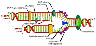 polymerase