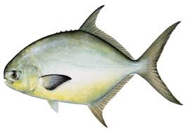 pompano