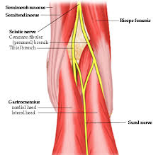 popliteal