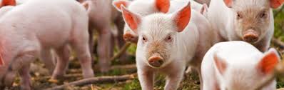 porcine