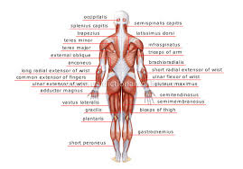 posterior