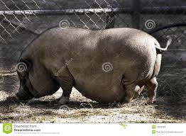 pot-bellied