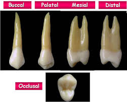 premolar