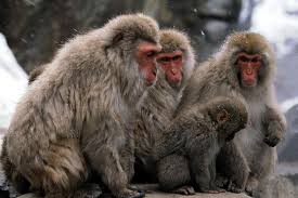 primates