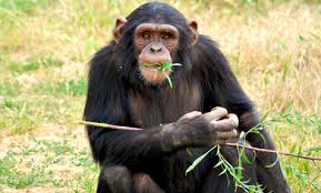 primatology