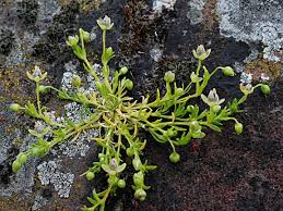 procumbent