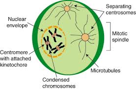 prophase
