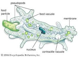pseudopod