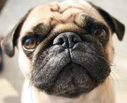 pug-nose